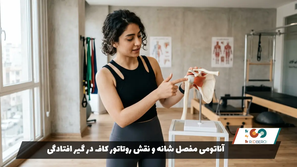 آناتومی مفصل شانه و نقش روتاتور کاف در گیر افتادگی