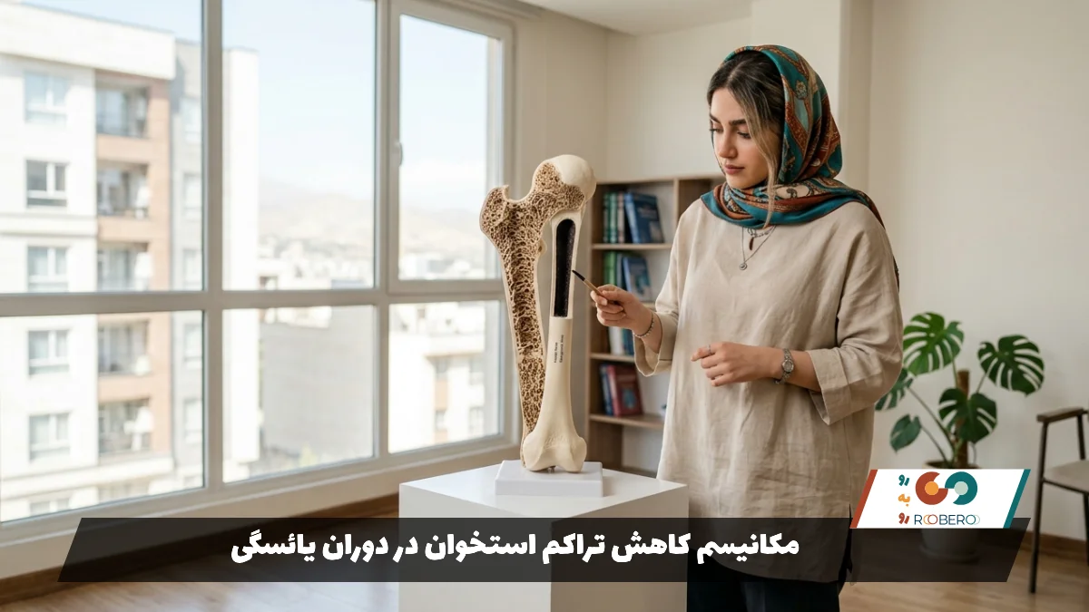 مکانیسم کاهش تراکم استخوان در دوران یائسگی